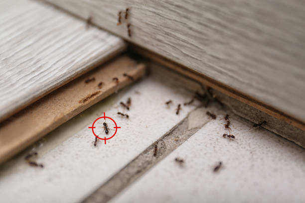 Best Flea Control Services  in Elkhart Lake, WI